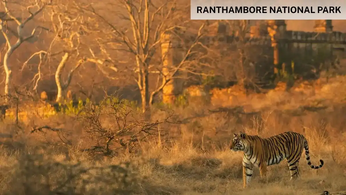 Ranthambore National Park