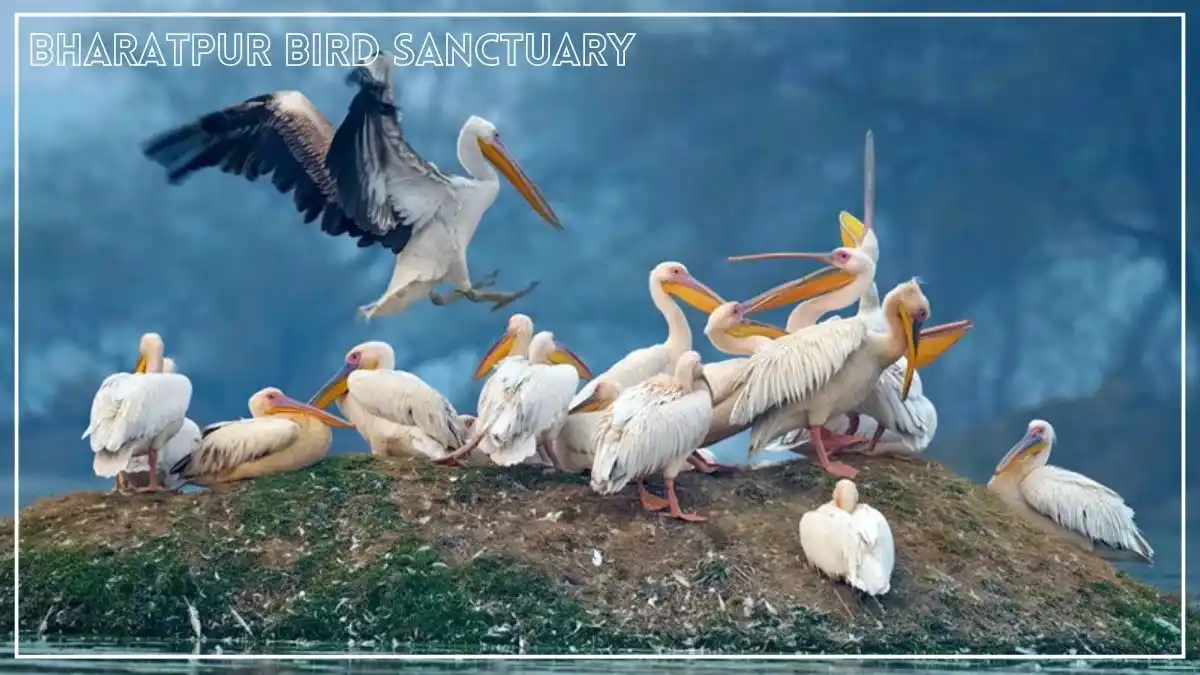 Bharatpur Bird Sanctuary